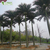 重庆室外大王椰子树 江南园艺大型假树批发价格缩略图4