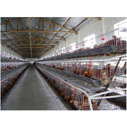 供应自动化养鸡设备、自动化养鸡设备、禽翔笼具批发