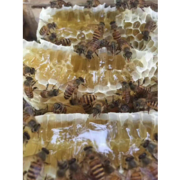 蜜蜂养殖、铜仁蜜蜂出售、贵州蜂盛