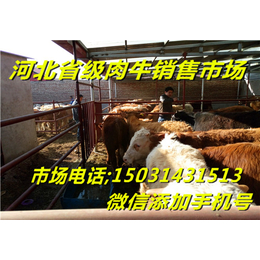 肉牛犊价格-肉牛犊品质好的肉牛犊