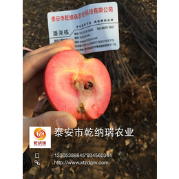 鲁丽苹果苗、合肥苹果苗、乾纳瑞农业科技优惠价