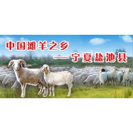 北京宁夏盐池滩羊销售