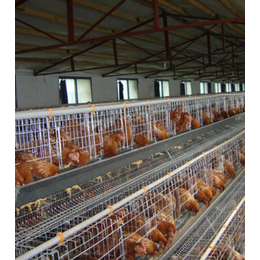 吉特佳机械厂(图)、新型养殖肉鸡笼、肉鸡笼