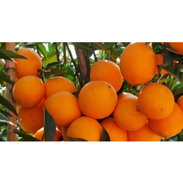 钦州哪里有脐橙苗木销售的啊