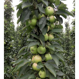 乾纳瑞农业科技欢迎您(图)|红将军苹果苗|苹果苗