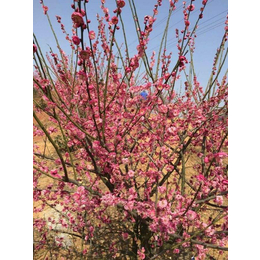 花海打造,南京巴山洛水(在线咨询),花海