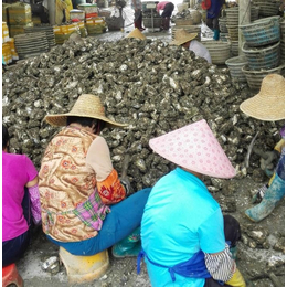 湛江生蚝批发_湛江生蚝品牌_广东虎门****生蚝批发采购