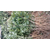 花椒苗品种大红袍好、培育花椒苗基地(在线咨询)、花椒苗缩略图1