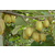 猕猴桃苗、精品果园、青皮红香猕猴桃苗缩略图1