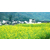 汉中农业观光旅游花海|陕西观源景观设计|汉中农业观光旅游缩略图1
