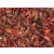江苏龙虾养殖秘诀|元泉湾生态龙虾饲养|龙虾养殖缩略图1