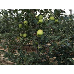 洛川苹果价格,康霖现代农业(在线咨询),洛川苹果