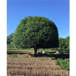 贵州高杆桂花树批发基地|骏达园艺|贵阳高杆桂花树