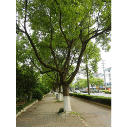 贵州香樟树、12公分全冠香樟树价格、百佳园林绿化(****商家)