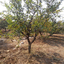 阳光银杏苗圃场(图)|25公分石榴树|石榴树