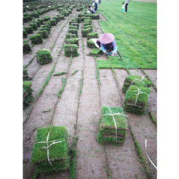 草坪出售|绿苑园林工程(在线咨询)|武汉草坪