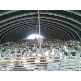 蛋鸭养殖大棚、兴隆机械、蛋鸭养殖大棚厂家