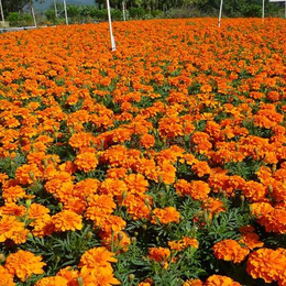 节日花卉大量采购|山西节日花卉|君诚花卉苗木