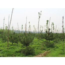 北京油松苗、绿都园林、油松树苗