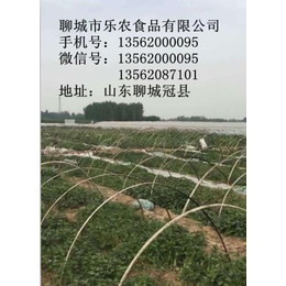 博兴县红薯苗基地商薯19红薯苗价格济薯26号缩略图