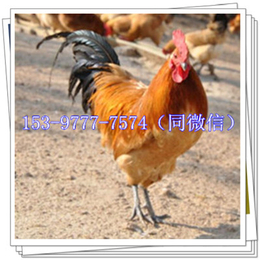 陕西土鸡苗批发市场青脚鸡品种