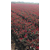 4公分红叶石楠,好彩红叶石楠产地*,红叶石楠缩略图1