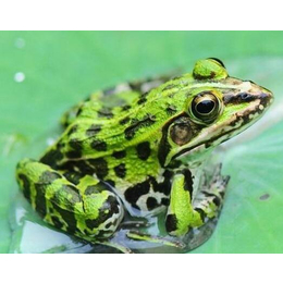 湖北青蛙养殖|非凡青蛙养殖|青蛙养殖成本