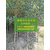 长柄金桂树|上海长柄金桂|金华好彩苗木品种齐全缩略图1