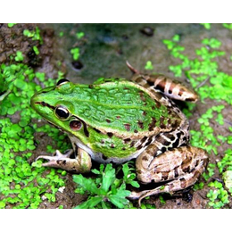 鄂州青蛙养殖|非凡青蛙养殖|青蛙技术养殖
