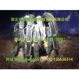 上海蜘蛛养殖|金龙康|蜘蛛养殖培训