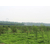 油松树苗、北京油松苗、绿都园林(查看)缩略图1