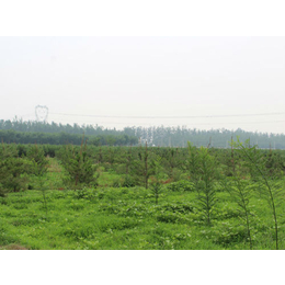 油松树苗、北京油松苗、绿都园林(查看)
