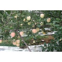 苹果苗种植技术、润丰苗木(在线咨询)、苹果苗