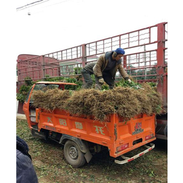 潼南县茶苗_重庆茶苗种植场_骏达园艺(****商家)