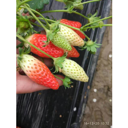 草莓苗、乾纳瑞农业科技优惠价、妙香3号草莓苗