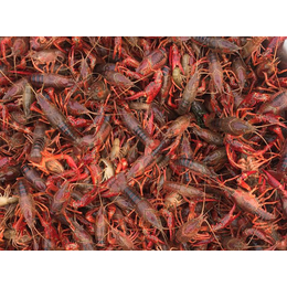 扬州龙虾饲养、元泉湾生态农业(在线咨询)、盐城龙虾