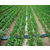 滴灌生产厂家|安徽安维节水灌溉技术|滴灌缩略图1