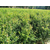 大型突尼斯软籽石榴树苗基地|突尼斯软籽石榴树苗|《兴农树苗》缩略图1