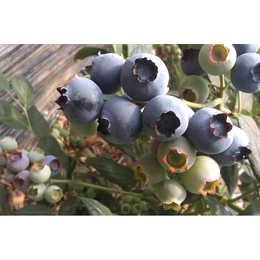 蓝莓基地,百色农业科技,昆明蓝莓