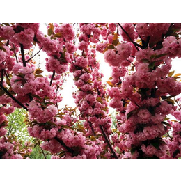 樱花树*|沾化樱花树|金枫绿化园林公司