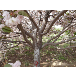 金枫绿化园林(图),樱花树哪有卖的,苏州樱花树