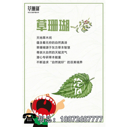 泡ta|草珊瑚泡ta怎么用|泡ta(****商家)