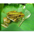 青蛙养殖*围网|非凡青蛙养殖(在线咨询)|安康青蛙养殖缩略图1
