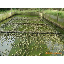 农聚源青蛙养殖(图)|养殖黑斑蛙价格|黄石黑斑蛙