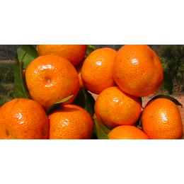 梧州柑橘苗批发梧州那有柑橘苗出售呀梧州大量供应柑橘苗