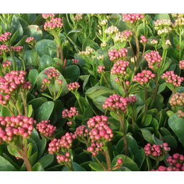 长寿花种植基地、长寿花、濮阳世锦花卉基地