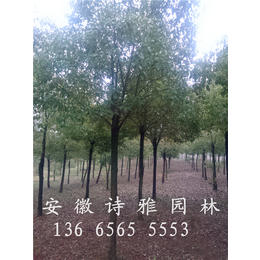 安徽肥西绿化苗木香樟树对外低价出售
