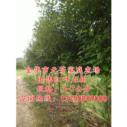 台州4公分红叶石楠树,元芳家庭农场品种齐全