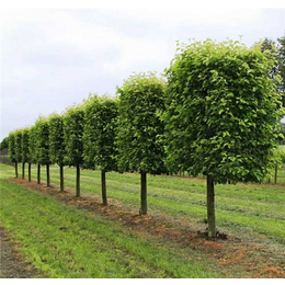 艺术造型绿化树设计公司|郑州绿化树设计公司|中峰园林(查看)