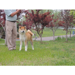 日本秋田犬代理|秋田犬|苏州巨洲犬舍缩略图